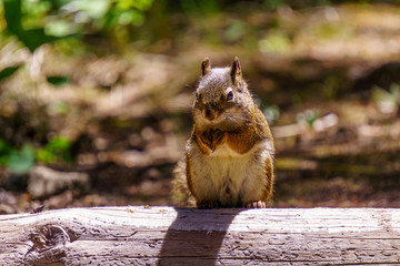 Small Squirrel in summer forest background wild animal