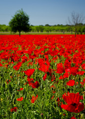 Fototapeta na wymiar Field of Poppies
