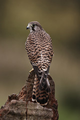 Kestrel