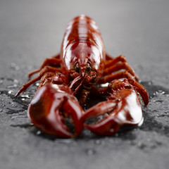 Red lobster on dark background - 167481946