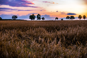 Getreidefeld - Sonnenuntergang - Abendstimmung