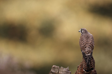 Kestrel