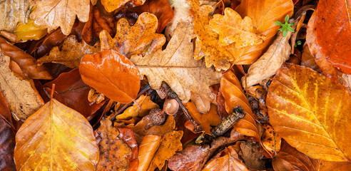 nasses Herbstlaub