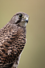 Kestrel