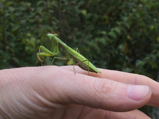 Green mantis sitting on the hand