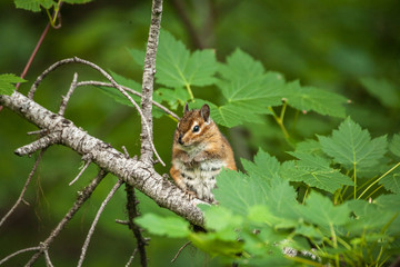 chipmunk on the tree with green leaves