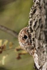 Tawny owl