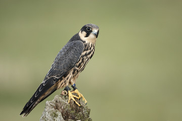 Hobby