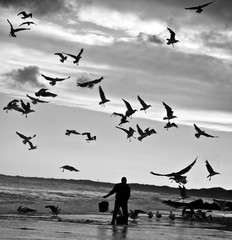 Birds by the North Sea - 167482751