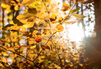 herbstlihces Geäst wird von der Abendsonne geküsst, 