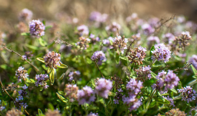 closeup bush small herb plants purple blossoms and green leafs, shallow depth of field