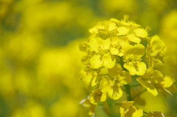 菜の花