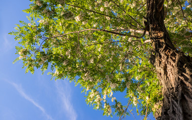 looking up treetop blooming green leafy crown, vibrant blue sky, tree trunk with hard wrinkled bark, unique below perspective, outdoor, park