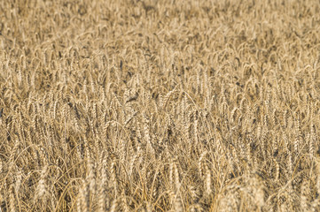 Ripe wheat locusta in the fields. Bread-corn or rye pikelets field under the summer sun