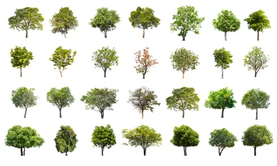  Collection of Tree isolated on a white background, Can be used for part assembly to your designs or images. © prairat