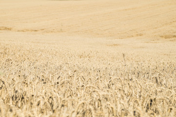 Endless agriculture field of ripe rye or wheat. Huge farming land with bread corn