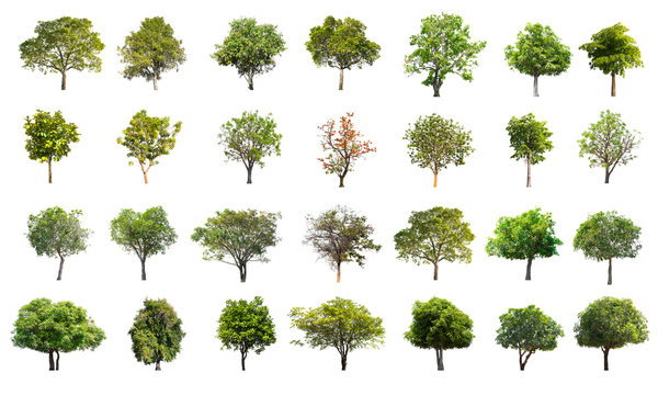 Collection of Tree isolated on a white background, Can be used for part assembly to your designs or images.