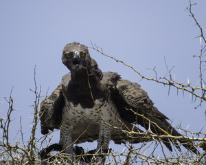 Martial Eagle panting heavily with its tongue out after hunt