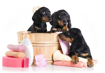 puppy bath time - Dachshund  dog in wooden wash basin