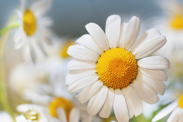 Fototapeta premium Chamomile against the sky.
