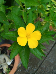 Beautiful flowers suitable for garden decoration.