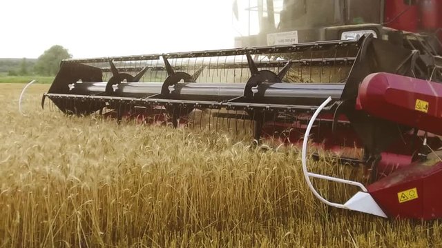 Combine harvester. Wheat harvesting shearers. Wheat is harvesting. Harvesting wheat bread agriculture steadicam the shot slow motion video