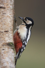 Great  spotted Woodpecker