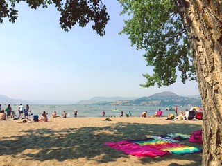 Large pine tree with branches hanging over sandy beach