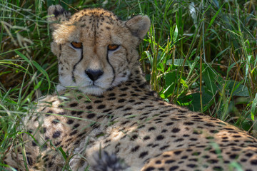 Namibia Okonjima game reserve cheetah
