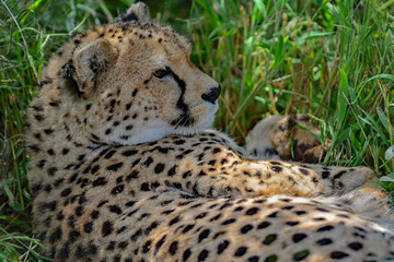 Naklejka na ściany i meble Namibia Okonjima game reserve cheetah