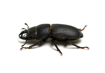 black beetle  on white