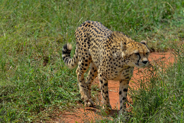 Fototapeta na wymiar Namibia Okonjima game reserve cheetah