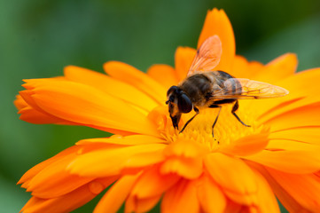 Schwebfliege bei der Nektaraufnahme