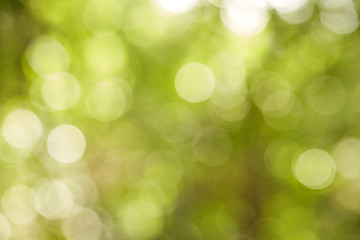 Obraz premium green bokeh abstract light Background