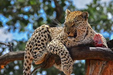 Namibia Okonjima game reserve leopard