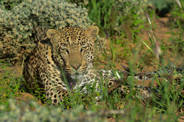 Fototapeta na wymiar Namibia Okonjima game reserve leopard