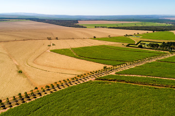 Sugar Cane Field in Brazil