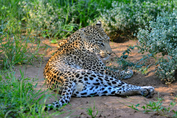 Namibia Okonjima game reserve leopard