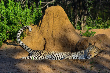 Namibia Okonjima game reserve leopard