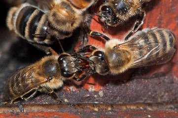 Bienen bei der Nektarübergabe (Bienenkuss) © Thomas Hess