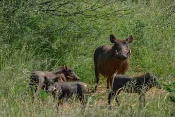 Namibia Okonjima game reserve warthog family
