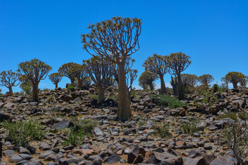 Namibia Quiver tree forest