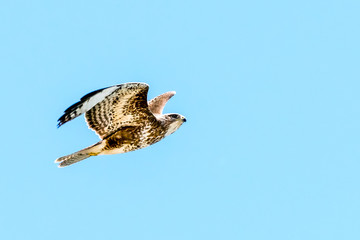 Ein Bussard (Buteo)