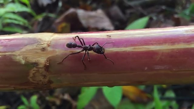 Bullet Ant or Conga Ant (Paraponera clavata). One of the largest ants. Has a very painful sting. Worker foraging in the rainforest understory, Ecuador. Slow MOtion