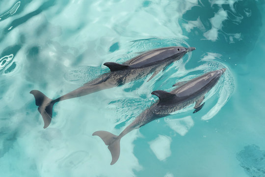 Two dolphins swimming