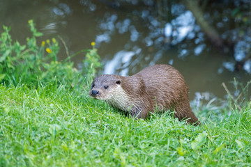 Eurasian Otter (Lutra lutra)