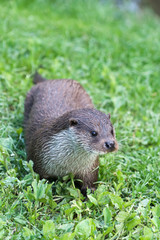Eurasian Otter (Lutra lutra)