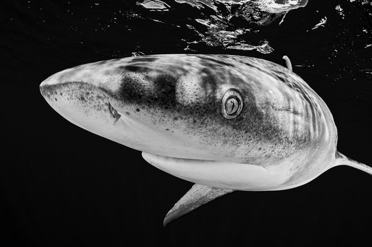 Blake and white portrait of an Oceanic White Tip SHark