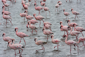 Namibia Walvis Bay flamingos