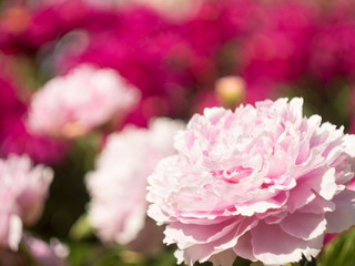 Floral  background with pink flower of Peony with place for text. Backdrop with bokeh effect and sunlight.